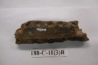 藏品(鱷魚上顎骨化石)的圖片